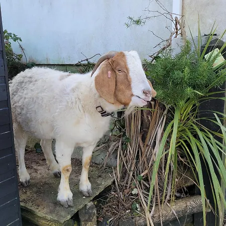 Hideaway Escapes: Farmhouse B&B with Animal Encounters in Pembrokeshire-3